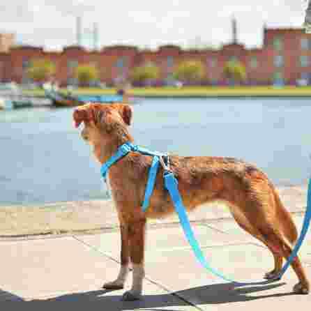 DASHI Colorflex Blue  M iemaukti, 1 gab.