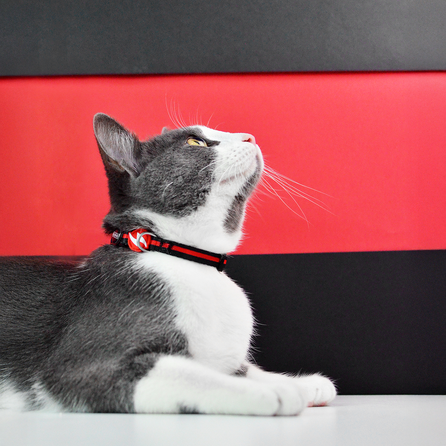 DASHI Stripes3 Red&Black Kaķiem kakla siksna, 1 gab.