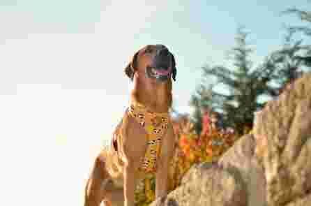 DASHI Snooze Neo Mesh  XL iemaukti, 1 gab.