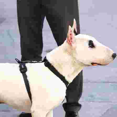 DASHI Colorflex Black  M iemaukti, 1 gab.