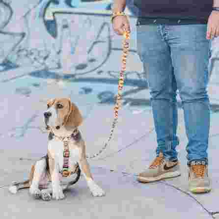 DASHI Boom  Xs iemaukti, 1 gab.