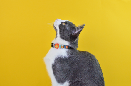 DASHI Terracotta Kaķiem kakla siksna, 1 gab.