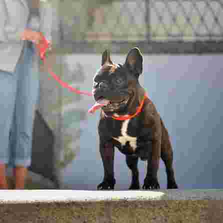 DASHI Colorflex Red L pavada, 1 gab.