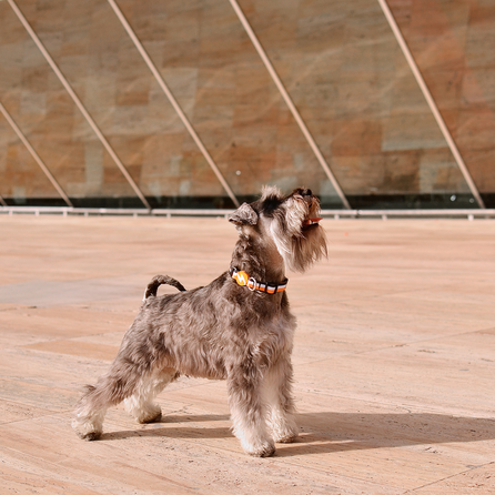 DASHI Stripes3 Orange&Black M kakla siksna, 1 gab.