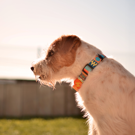 DASHI Terracotta S kakla siksna, 1 gab.