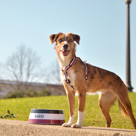 DASHI Stripes3 Purple&Black S iemaukti, 1 gab.