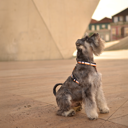 DASHI Stripes3 Orange&Black  L iemaukti, 1 gab.