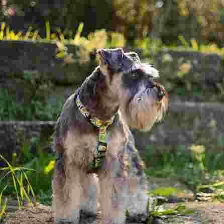 DASHI Avocado , L iemaukti, 1 gab.