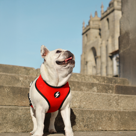 DASHI Stripes3 Red&Black Neo Mesh XL iemaukti, 1 gab.