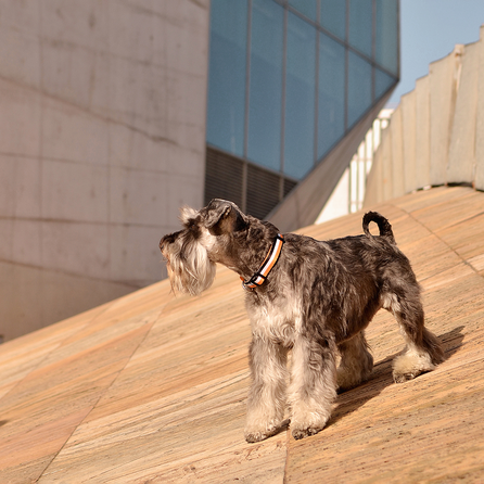 DASHI Stripes3 Orange&Black XS kakla siksna, 1 gab.