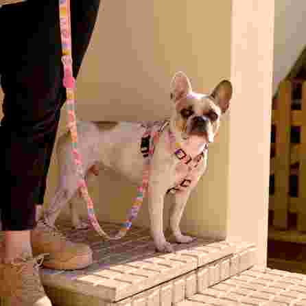 DASHI Donut  XS iemaukti, 1 gab.