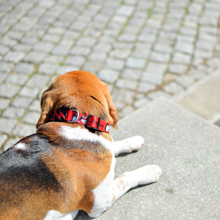 DASHI Vintage Betty S kakla siksna, 1 gab.