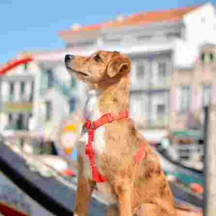 DASHI Colorflex Red  Xs iemaukti, 1 gab.