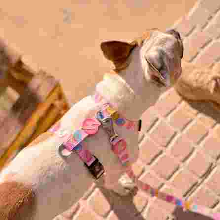 DASHI Donut  L iemaukti, 1 gab.