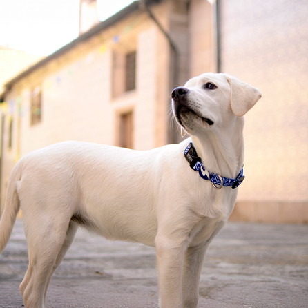 DASHI Zillij XS kakla siksna, 1 gab.