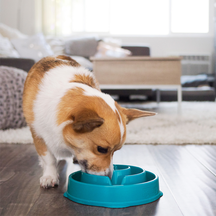 OUTWARD HOUND Fun Feeder Drop, Tirkīza, M, Lēnēšanas bļoda, 1 gab.