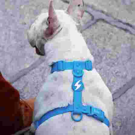 DASHI Colorflex Blue  M iemaukti, 1 gab.