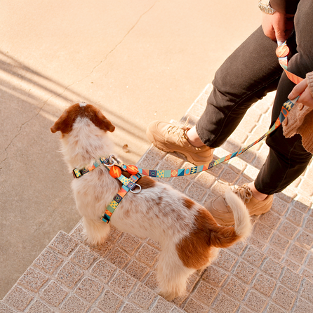DASHI Terracotta L iemaukti, 1 gab.