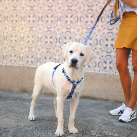 DASHI Zillij  S iemaukti, 1 gab.