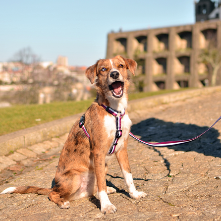 DASHI Stripes3 Purple&Black L iemaukti, 1 gab.