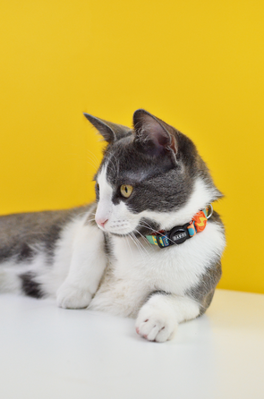 DASHI Terracotta Kaķiem kakla siksna, 1 gab.