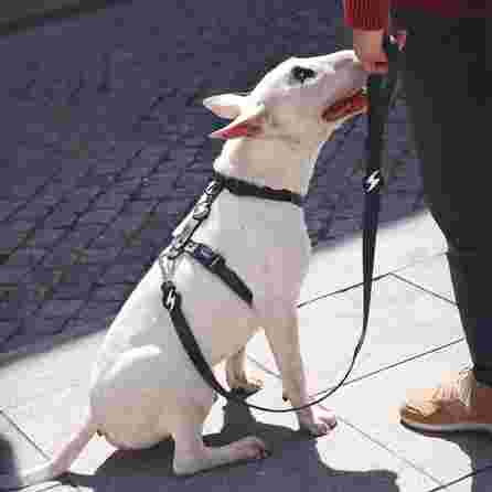 DASHI Colorflex Black L pavada, 1 gab.