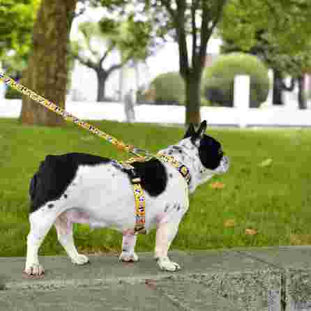 DASHI Snooze S pavada, 1 gab.