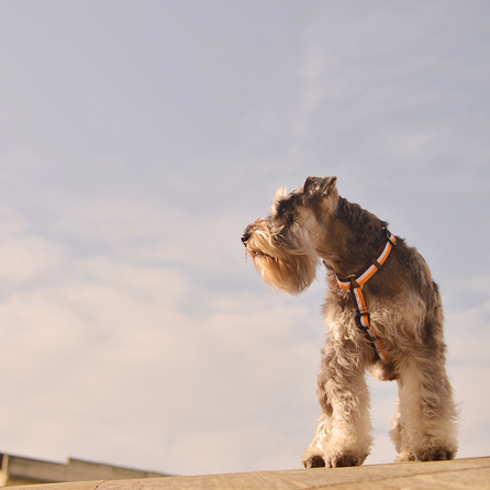 DASHI Stripes3 Orange&Black  S iemaukti, 1 gab.