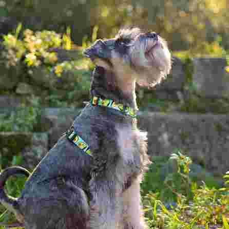 DASHI Avocado , Xs iemaukti, 1 gab.