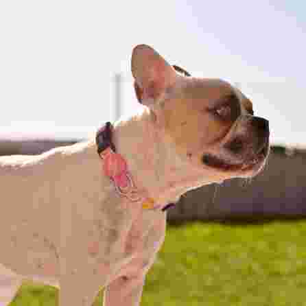 DASHI Donut L kakla siksna, 1 gab.