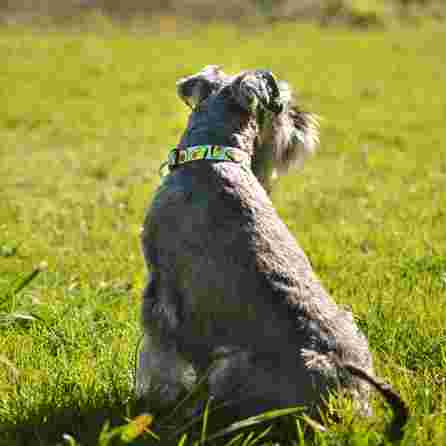 DASHI Avocado, Xs kakla siksna, 1 gab.