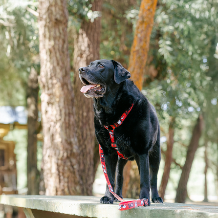 DASHI Vintage Betty  XS iemaukti, 1 gab.