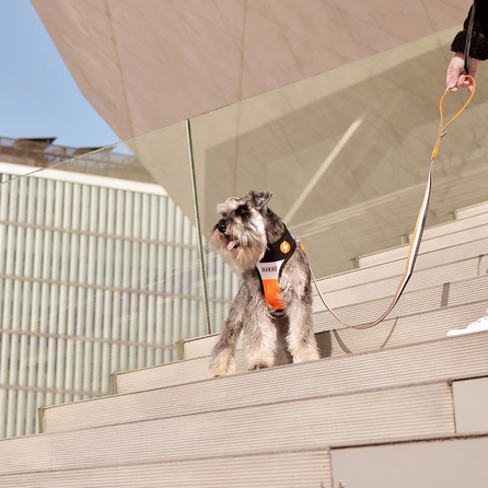 DASHI Stripes3 Orange&Black S pavada, 1 gab.