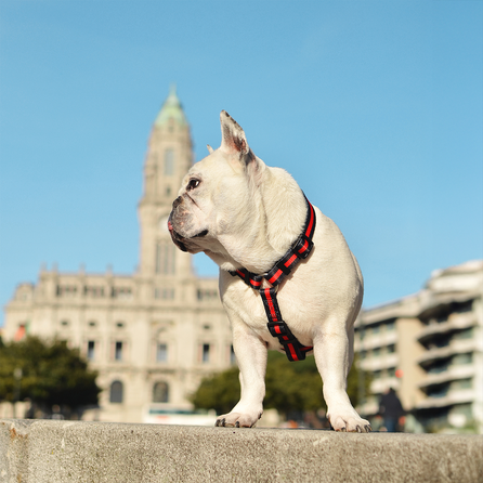 DASHI Stripes3 Red&Black  S iemaukti, 1 gab.