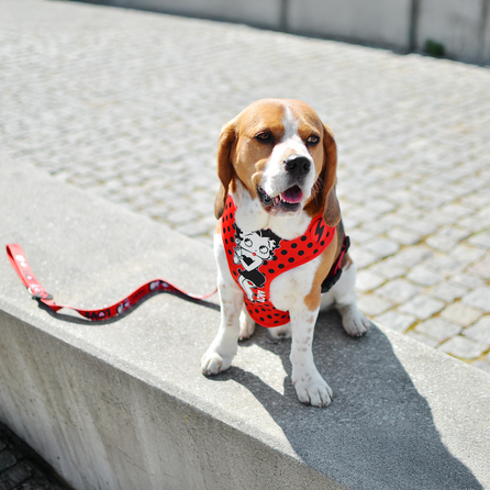 DASHI Vintage Betty Neo Mesh  XL iemaukti, 1 gab.