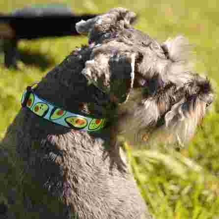 DASHI Avocado, S kakla siksna, 1 gab.