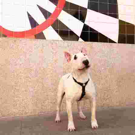 DASHI Colorflex Black  M iemaukti, 1 gab.