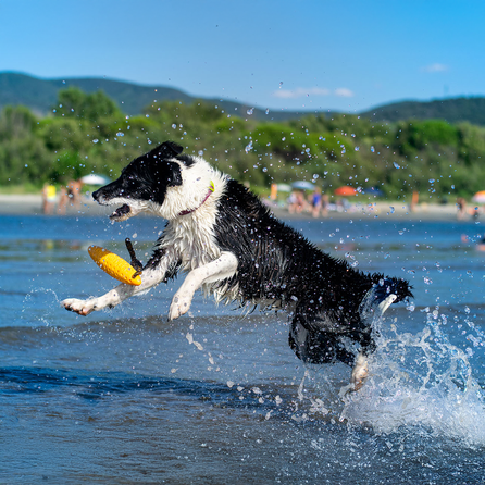 KIWI WALKER TPG Cepelīns, Maxi- Zila rotaļlieta, 1 gab.