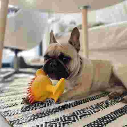 KIWI WALKER Whistle, L Izmēra, Oranža, Lateksa rotaļlieta, 1 gab.