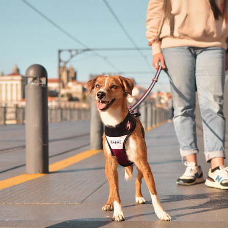 DASHI Stripes3 Purple&Black Neo Mesh  M iemaukti, 1 gab.