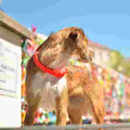 DASHI Colorflex Red M kakla siksna, 1 gab.