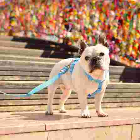 DASHI Colorflex Blue M pavada, 1 gab.