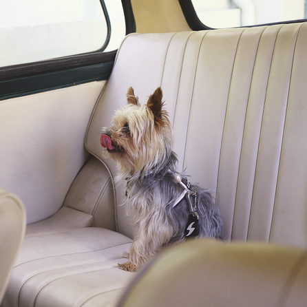 DASHI Drošībai Auto Suņu siksna, 1 gab.