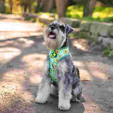 DASHI Avocado Neomesh  M iemaukti, 1 gab.