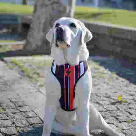 DASHI Slide Neo Mesh  S iemaukti, 1 gab.