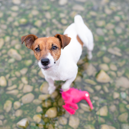 KIWI WALKER WHISTLE, S izmēra, rozā, Lateksa rotaļlieta, 1 gab.
