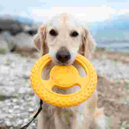 KIWI WALKER TPG Frisbijs , Maxi- Oranža rotaļlieta, 1 gab.