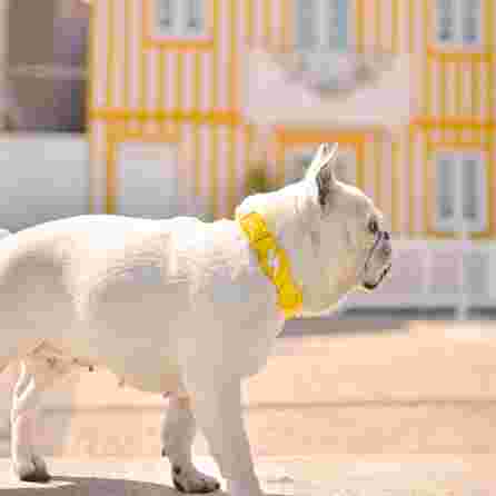 DASHI Colorflex Yellow L kakla siksna, 1 gab.