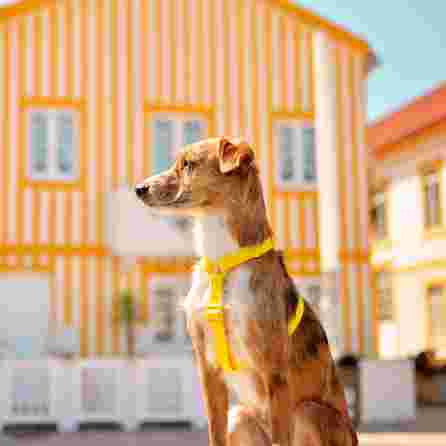 DASHI Colorflex Yellow  M iemaukti, 1 gab.