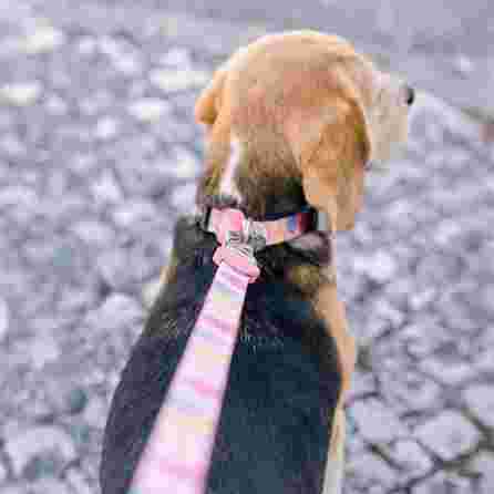 DASHI Donut Xs pavada, 1 gab.